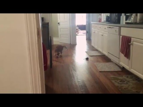 بالفيديو قطة ولدت بدون عيون لكنها تعيش بسعادة تفوق المبصرين