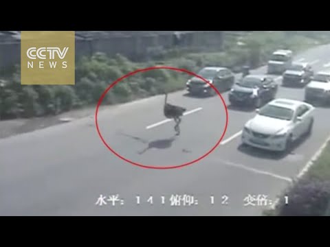 “نعامة” تموت من النزيف في قسم الشرطة