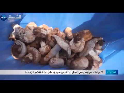 هواية جمع الفطر ببلدية عين سيدي على عادة تتكرر كل سنة