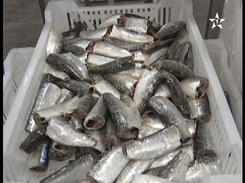 بالفيديو وحدات تجميد السمك أفاق واعدة لتشغيل الشباب