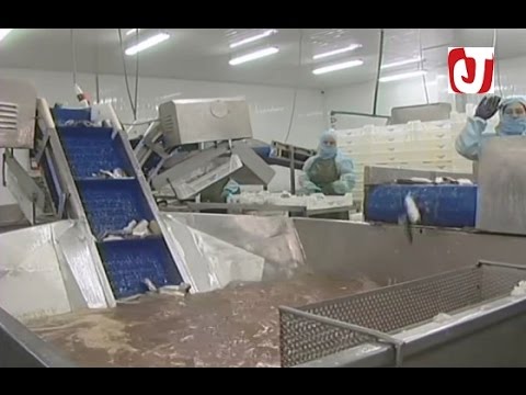 بالفيديو وحدتين لتجميد السمك بتكنولوجيات متطورة ومواصفات عالمية