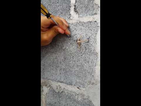 شاهد برص يحشر نفسه في حائط وصاحب المنزل ينقذ حياته