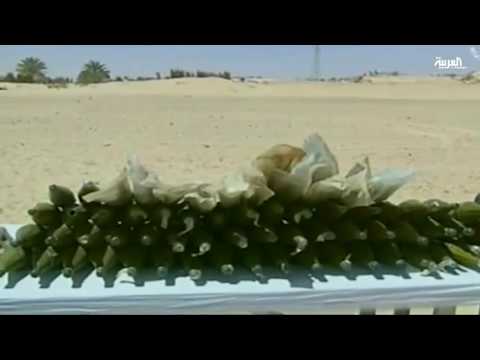 عملية الجيش في الجزائر لملاحقة الإرهاب