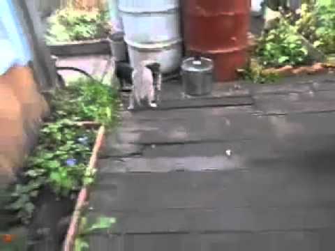 كلب يحمل قطته المدللة ويعود بها للمنزل