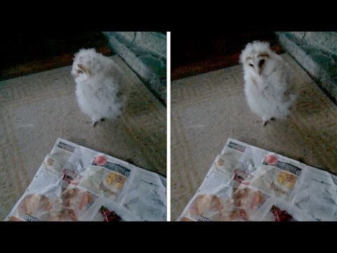 بالفيديو بومة راقصة تثير ضجة كبيرة