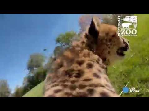 تجربة مثيرة للجرى بسرعة وكأنك على ظهر فهد