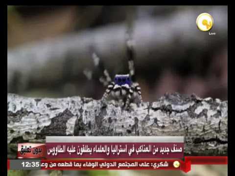 بالفيديو صنف جديد من العناكب في أستراليا والعلماء يطلقون عليه الطاووس