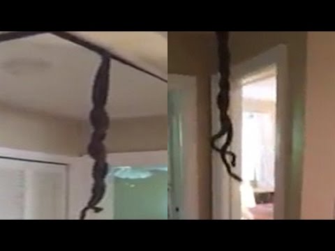 بالفيديو رجل يتفاجأ بثعبانين يتزواجان