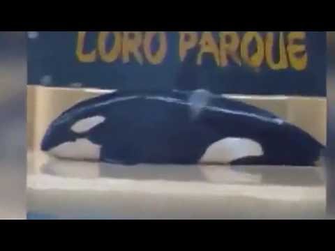 حوت يحاول الانتحار اعتراضا على حياته في منتزه مائي