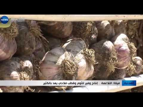 شاهد   إنتاج وفير للثوم وقطب فلاحي يعد بالكثير في التلاغمة