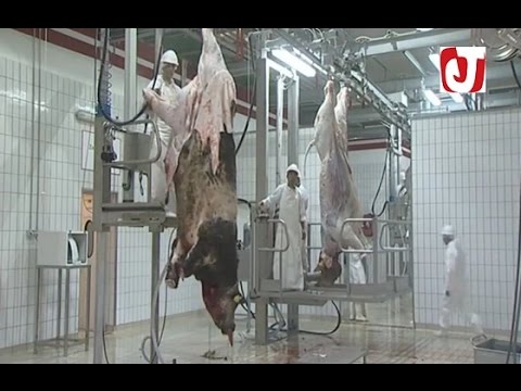بالفيديو شاهد مجزرة عصرية مجهزة بأحدث تقنيات الذبح والسلخ وتقطيع اللحوم
