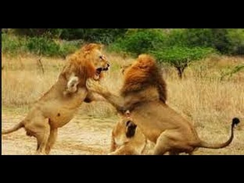 أقوى مشاهد الرعب لمعارك الأسود