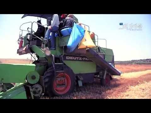 انطلاق موسم الحصاد في بودربالة