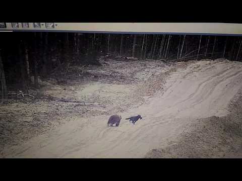 صداقة قوية بين كلب ضال ودب