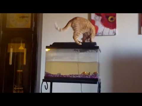 شاهد ماذا حدث لقطة جشعة حاولت الدخول لحوض أسماك