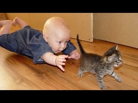 أجمل لحظات المرح بين أطفال رضع وقطط