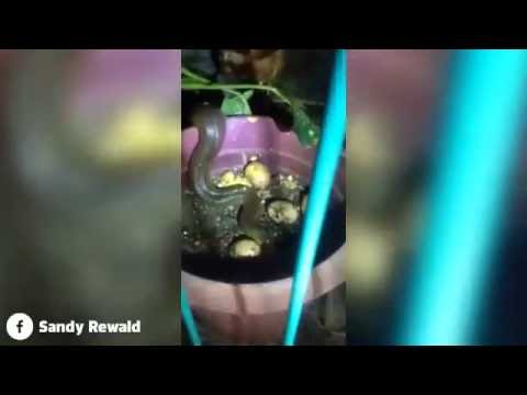 بالفيديو دجاجة تقاتل ثعبانًا حاول التهام بيضها