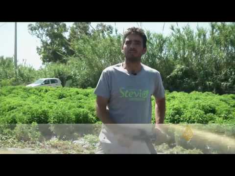 نبتة ستيفيا بديل السكر