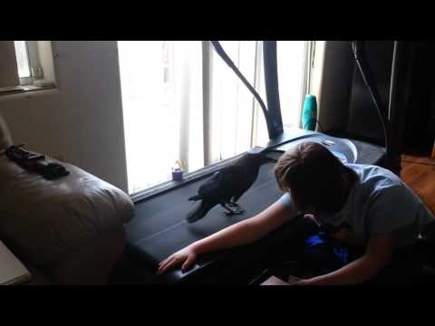 بالفيديو شاهد غُراب يتعلّم المشي على الـتريد ميل