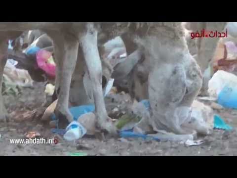 شاهد خروف العيد يأكل الأكياس البلاستكية في المغرب