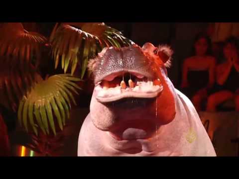 عروض سيرك يشارك فيها فرس النهر في سيبيريا