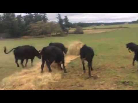 حصة ألعاب لقطيع من الأبقار في أميركا