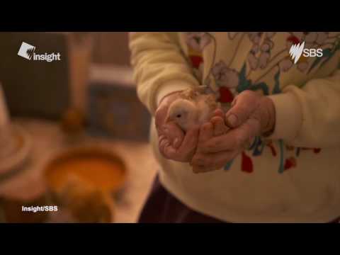 سيدة الدجاج ترفض التخلي عنه رغم شكاوى الجيران