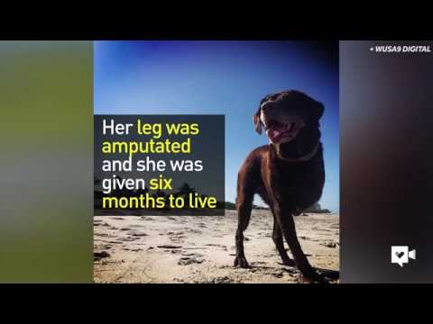 شاب يعالج كلبته المصابة بالسرطان من خلال رحلة عبر أميركا