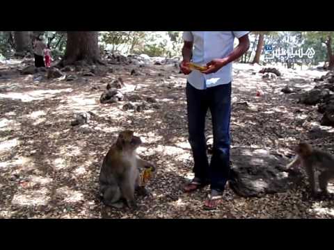 غابة الأرز في ضواحي أزرو