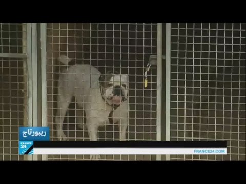 ازدياد ظاهرة التخلي عن الكلاب في فرنسا