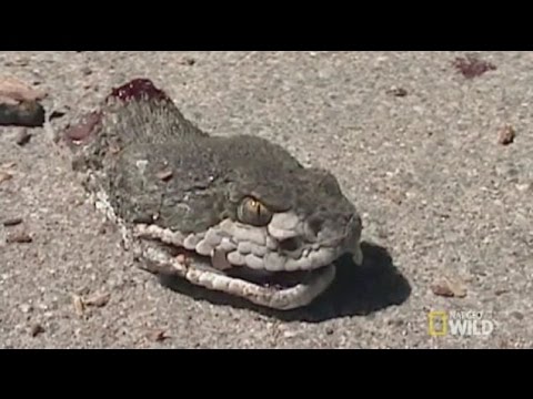 بالفيديو أغرب محاولة انتحار لثعبان مقطوع الرأس