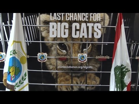 شاهد  حملة موسعة لحماية السنوريات في لبنان