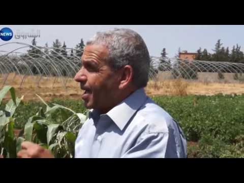 إطلاق شبكة لحل مشاكل زراعة البطاطا بتيارت