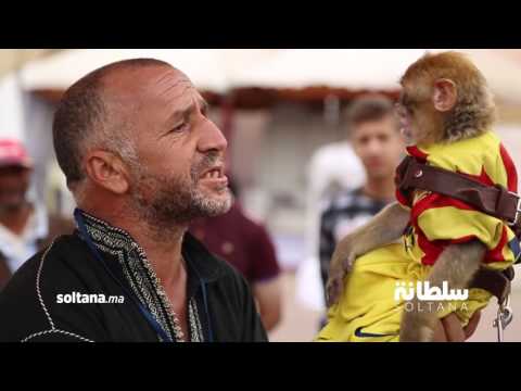 فنانو ساحة الهديم في مكناس يروضون القرود والأفاعي