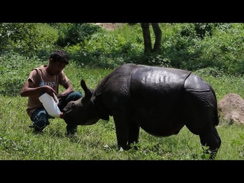 فيديو الهند تصارع عصابات صيد وحيد القرن المهددة بالانقراض