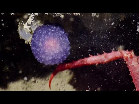 بالفيديو العلماء يعثرون على مخلوق غامض فى المحيط الهادئ