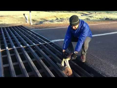 شاهد عابر سبيل ينقذ كانجرو من مأزق غريب