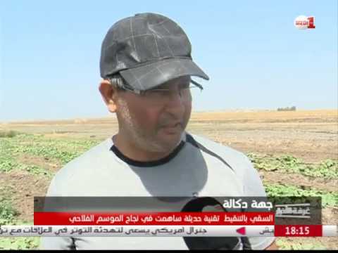 شاهد  الري بالتنقيط تقنية حديثة ساهمت في نجاح الموسم الزراعي