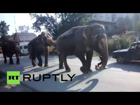 بالفيديو ثلاثة فيلة تتنزه في شوارع مدينة زلاتؤوست الروسية