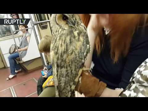 شاهد طيور جارحة في مترو أنفاق موسكو