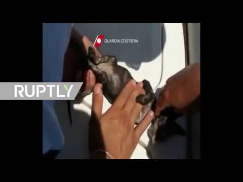 بالفيديو فيديو إنساني لعملية إنقاذ قط صغير سقط في البحر