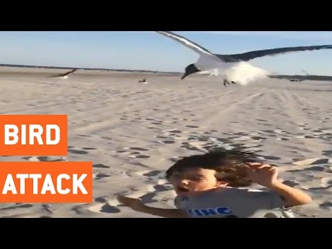 ردة فعل طريفة لطفل هاجمته طيور النورس على الشاطئ