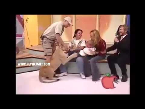 بالفيديو لقطات صادمة لأسد يحاول افتراس طفلة على الهواء