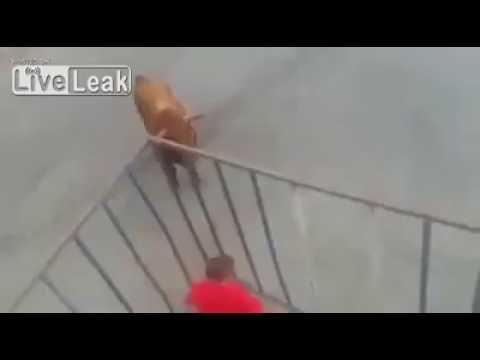 بالفيديو ثور يحاصر رجلا استفزه داخل قفص حديدي