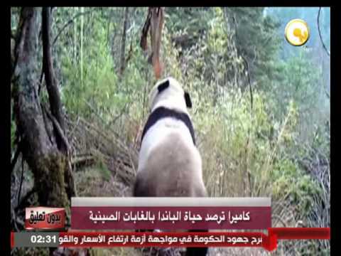كاميرا ترصد حياة الباندا في الغابات الصينية