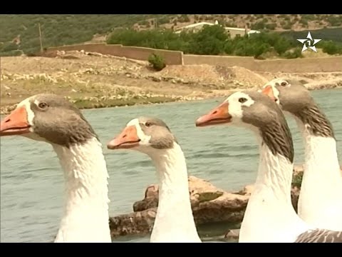 عندما يعبر الأطفال الصغار عن إعجابهم بـ البط