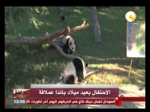 بالفيديو الإحتفال بعيد الميلاد الأول لصغير باندا عملاقة في أميركا