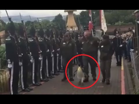 شاهد بطريق يترقى لمنصب عميد في الحرس الملكي النرويجي