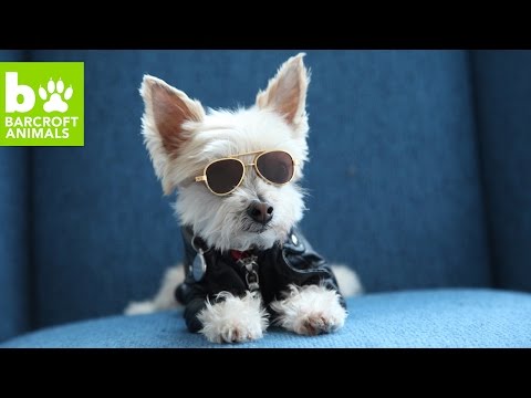 شاهد إيلا بين الكلبة الأكثر أناقة على انستغرام