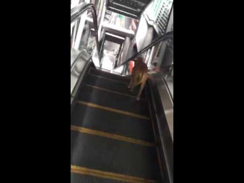 شاهد كلب يعبر الشارع بالسلالم المتحركة